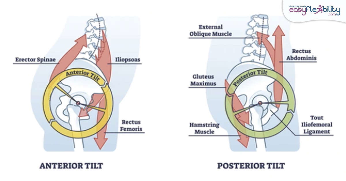 anterior vs posterior pelvic tilt muscle diagram