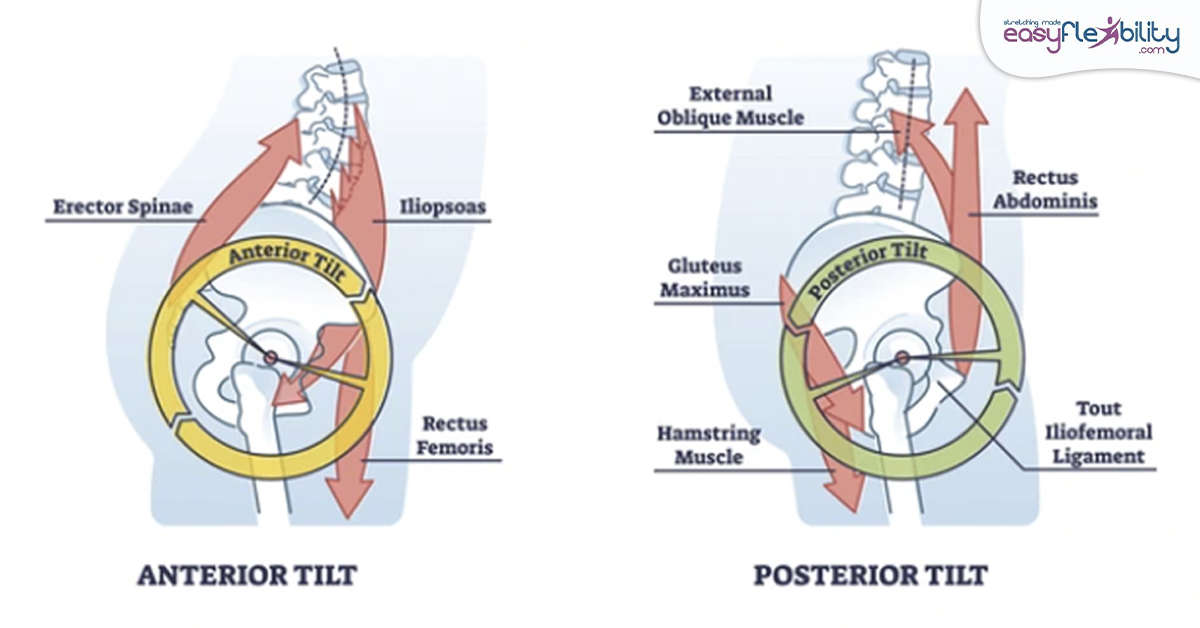 Anterior Vs Posterior Pelvic Tilt Key Insights Benefits 