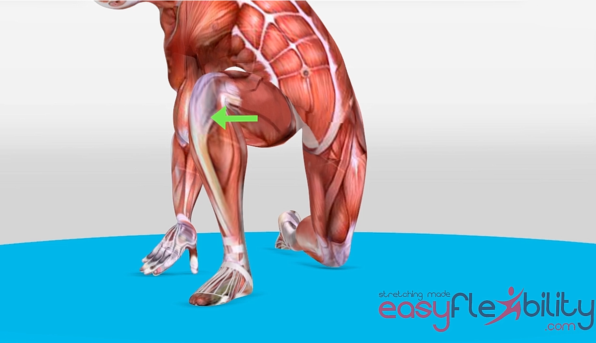 Hip Internal Rotation demonstrated by muscle anatomy figure
