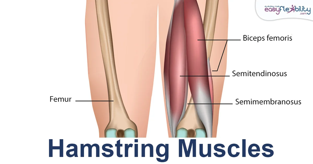 Hamstrings muscles anatomical picture