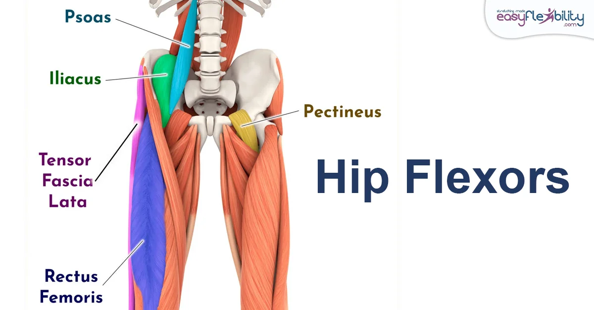 Back Leg Muscle Anatomy Hip Flexors for King Pigeon Pose 1200 x 628