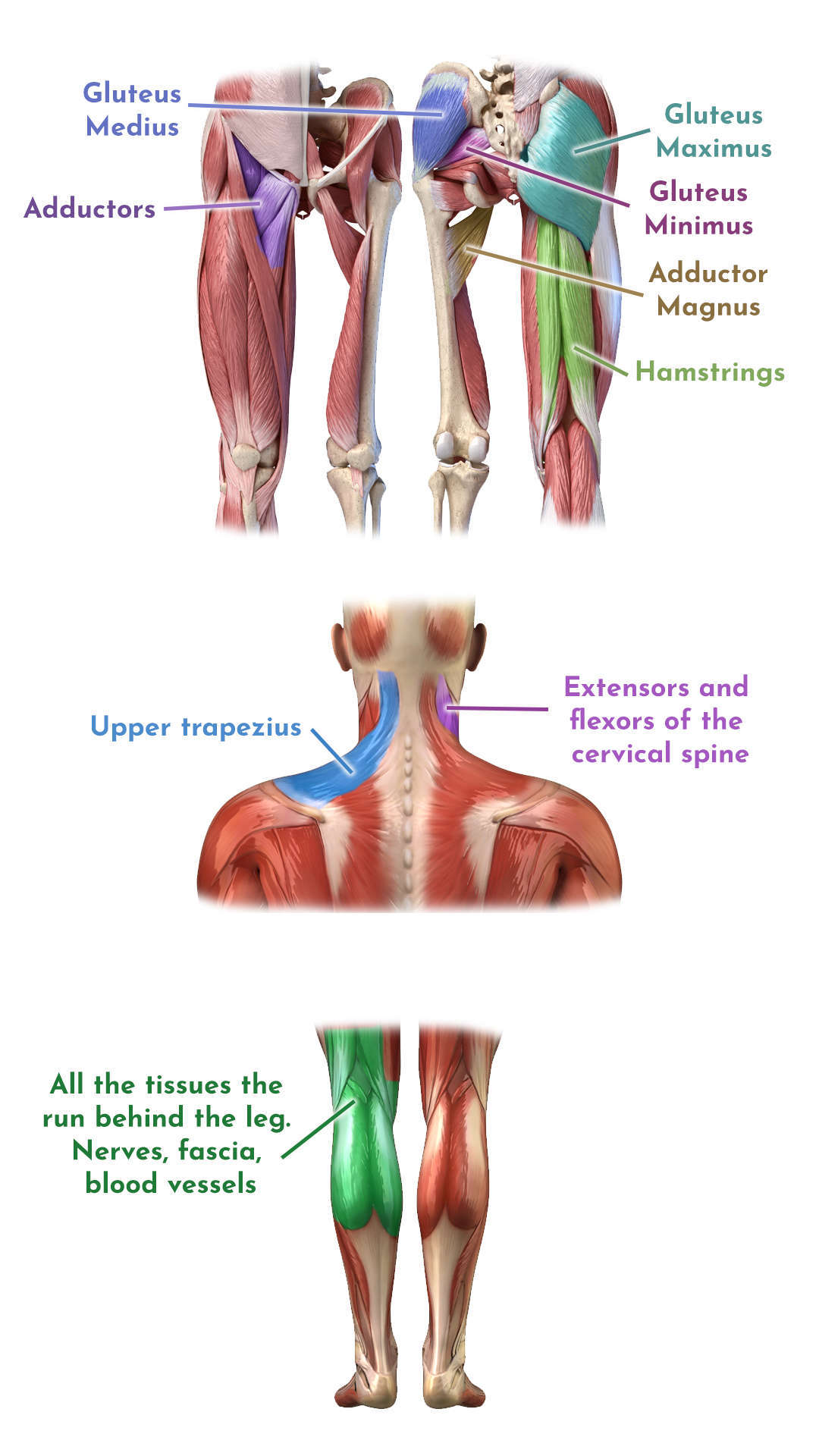 Calf Stretch: The right way of stretching your calf and why you