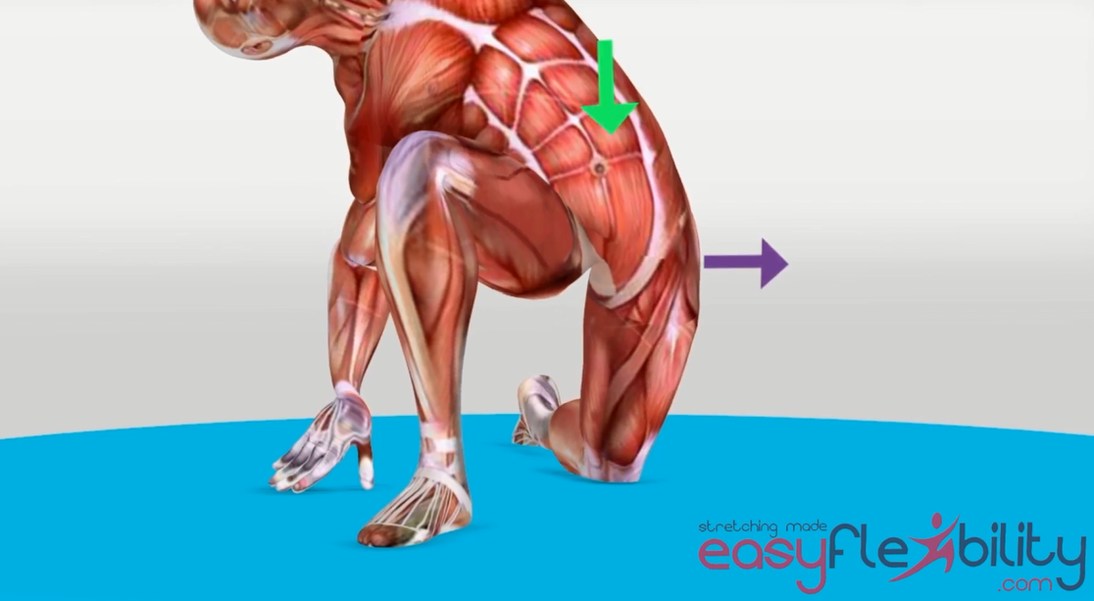 Hip Flexors The Definitive Guide Easyflexibility 