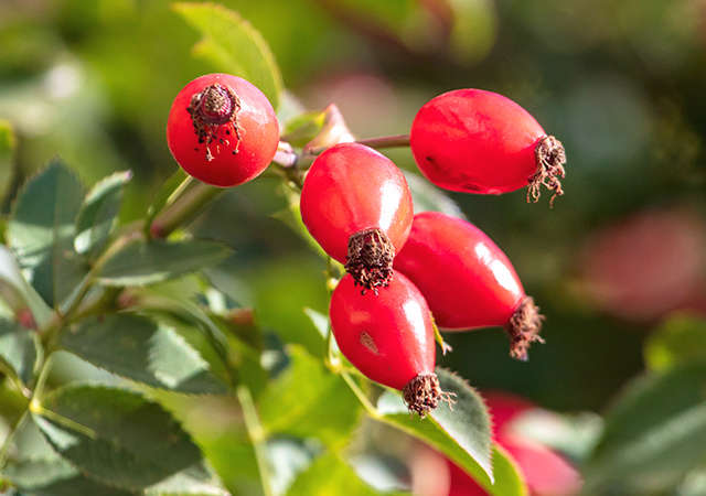 Why Rosehip Oil Is Amazing For Your Skin Trilogy Natural Products