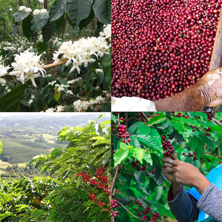 The Coffee Tree
