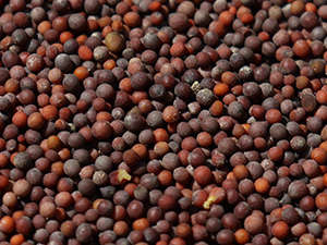 black mustard seeds seasoning bold pungent flavor spice cooking Indian cuisine recipes ingredients