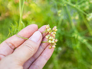 Flavorful Coriander Seed Whole Premium Quality Ideal for Grinding Fresh Spices