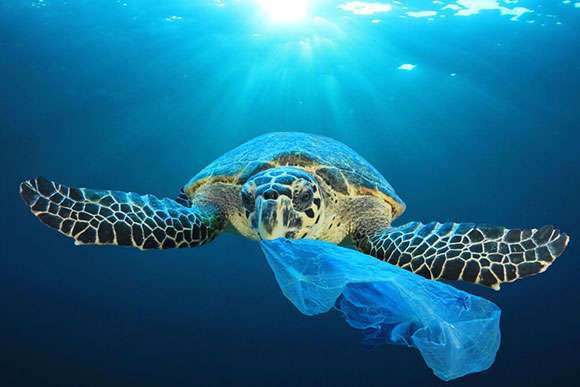 plastic harms our oceans, so we don't use any plastic packaging plastic harms our oceans, so we don't use any plastic packaging