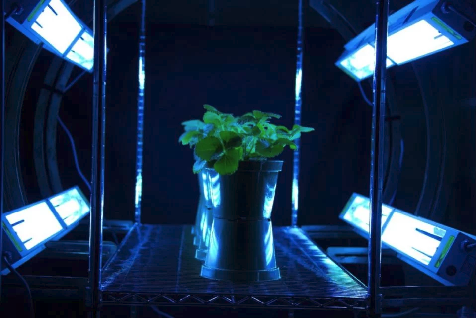 grow room uv light