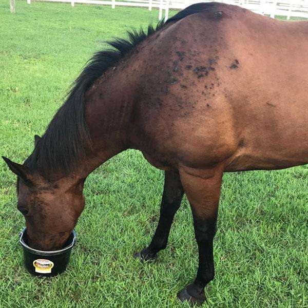 What Is Sweet Itch In Horses Treatment