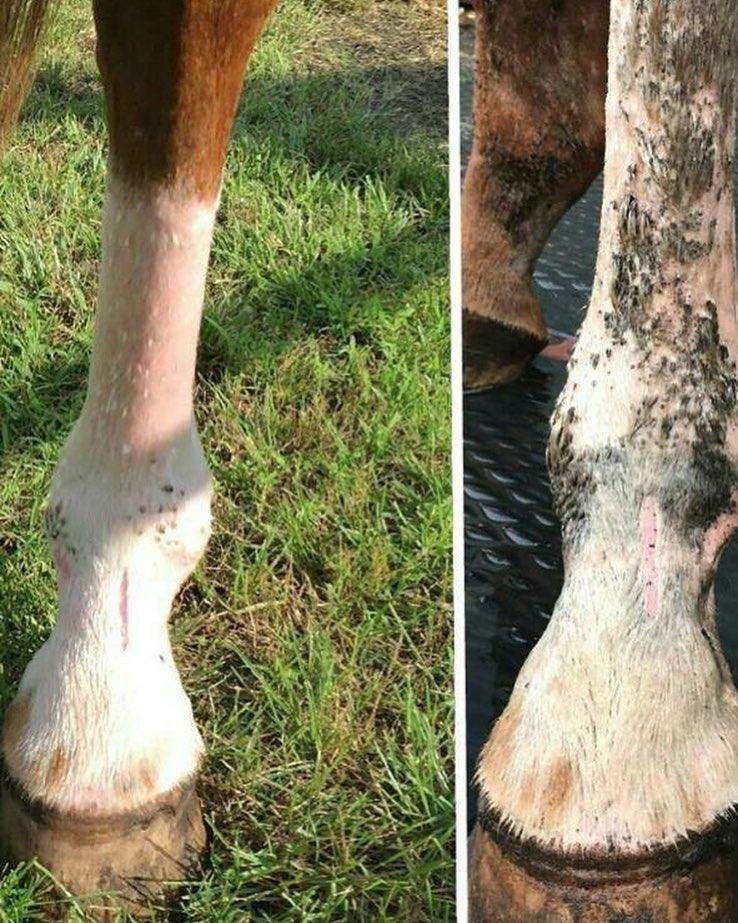 Fungus on Horses Legs Cannon Bone Crud & How to Treat Equiderma