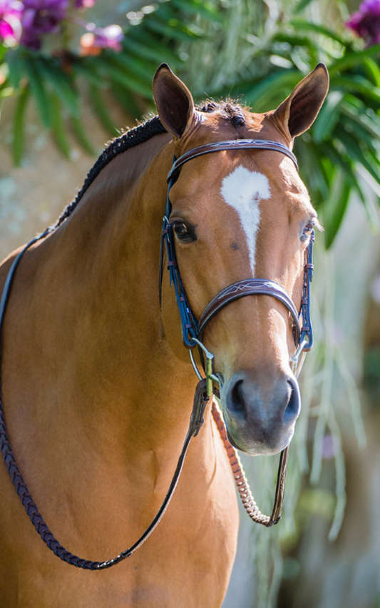 For The Horse C.M. Hadfield's Saddlery Inc.