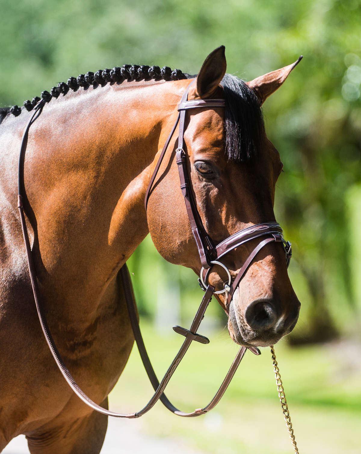 Hadfields Saddlery – C.M. Hadfield's Saddlery Inc.