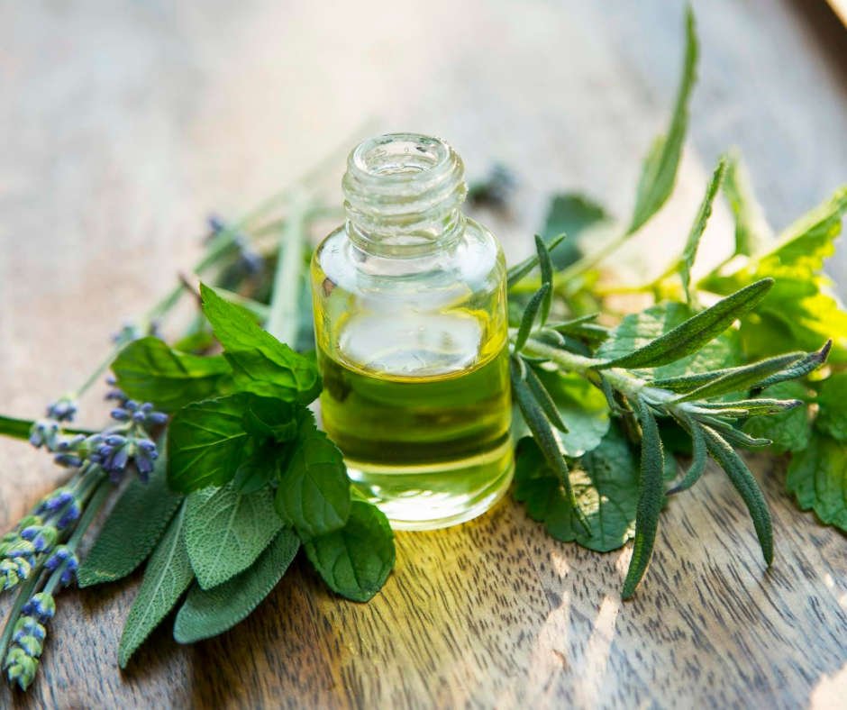 Tea tree oil is a potent essential oil