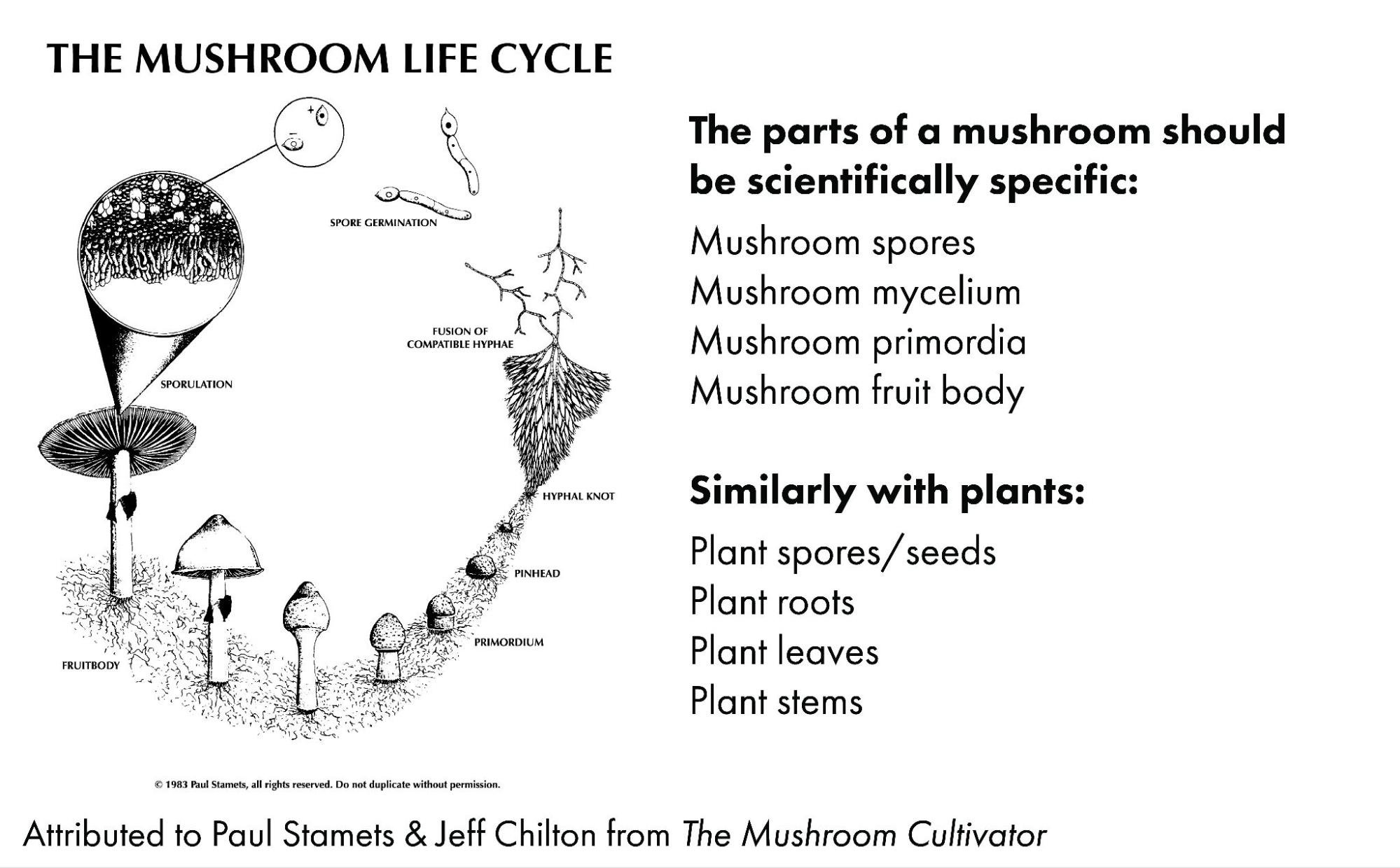 The Mushroom Life Cycle