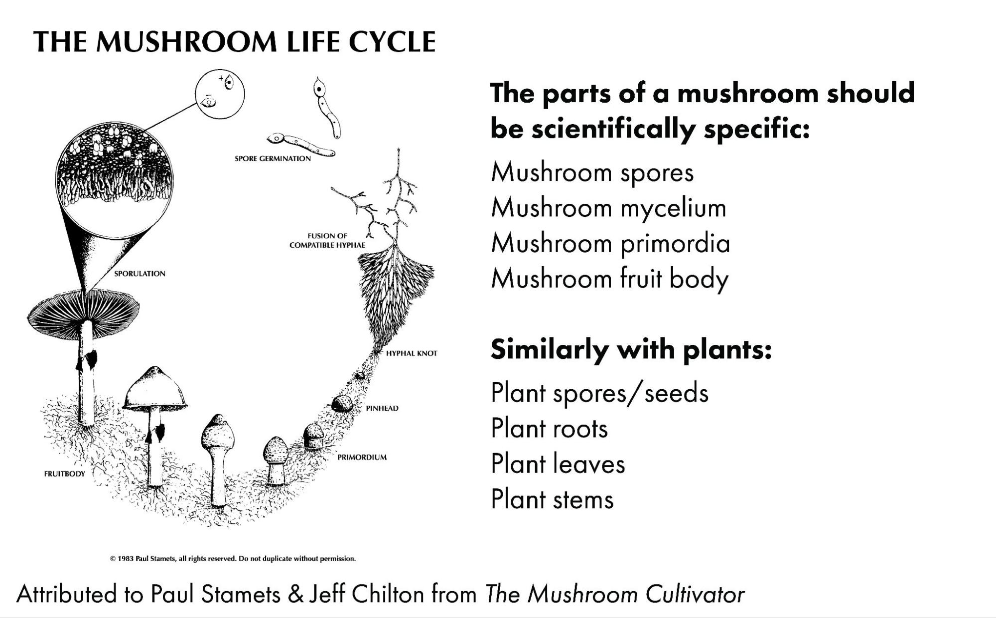 The Mushroom Life Cycle