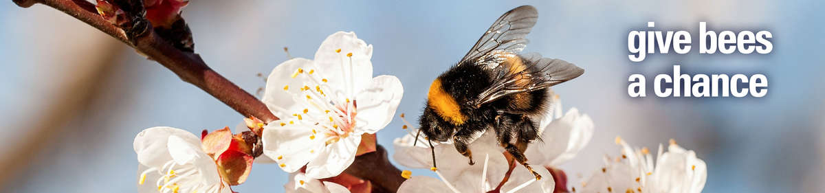 Give Bees a Chance Give Bees a Chance