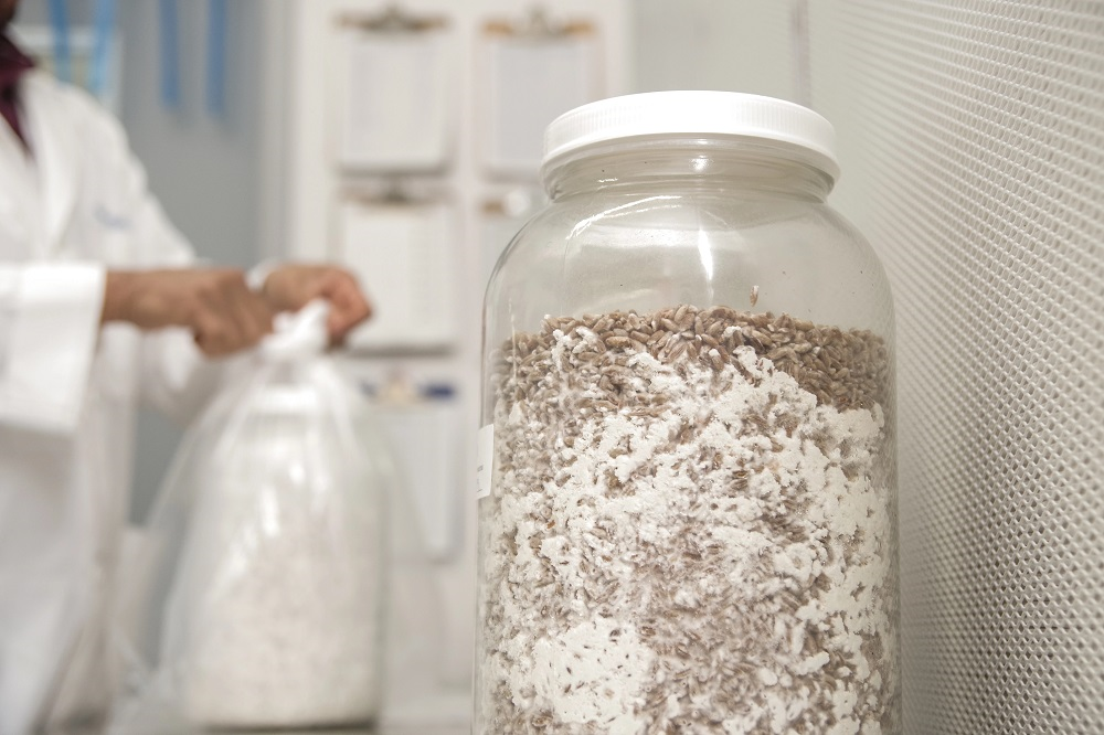 Premium 5-Grain Mushroom Spawn Jars - 3 Pack, 32oz Each | Fast Colonizing & Pre-Sterilized