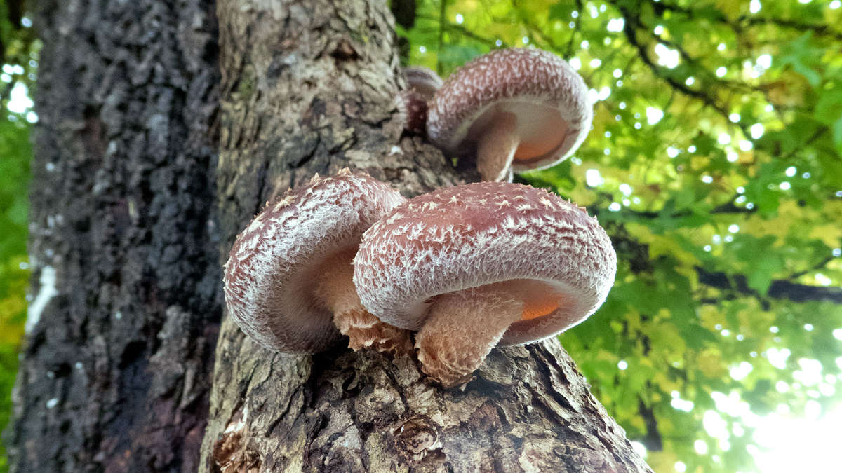 Shiitake Mushrooms