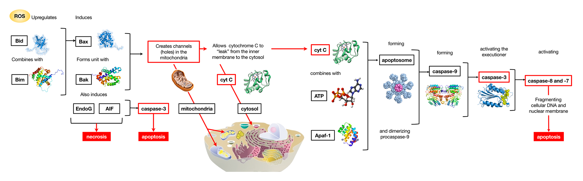 Mechanism of action for ROS-induced cell death cascade Mechanism of action for ROS-induced cell death cascade