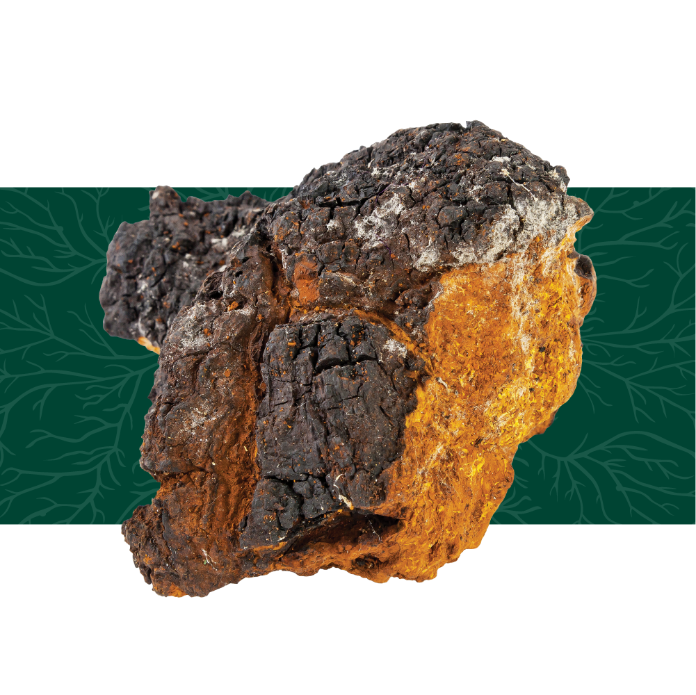 Renewal & Balance - Formulas with Chaga & Maitake - two mushrooms to support system-specific needs.*