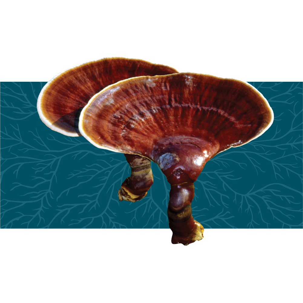 Relax & Recharge - Formulas focused on Reishi - a mushroom know to support fatigue reduction.*