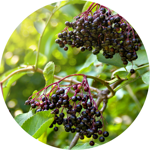 Organic Elderberries