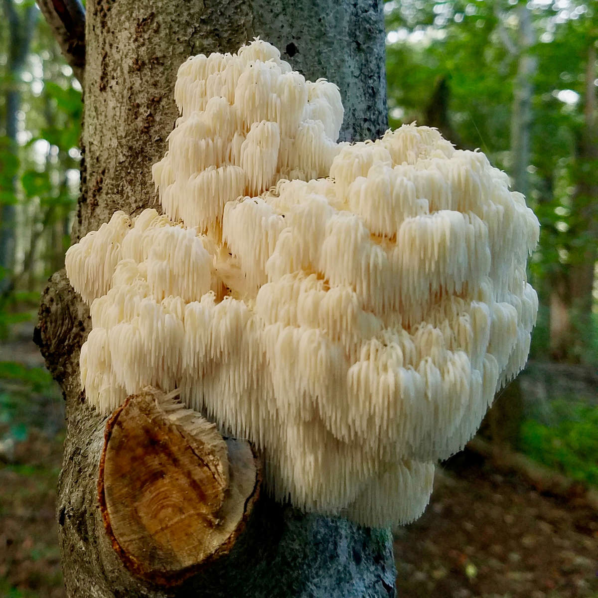 Lion's Mane mushroom growing on a tree in nature