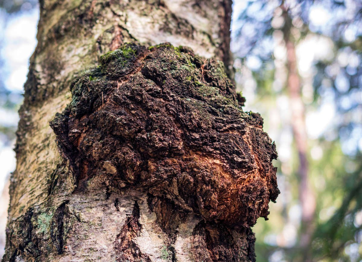 Chaga mushroom conk on a tree in nature