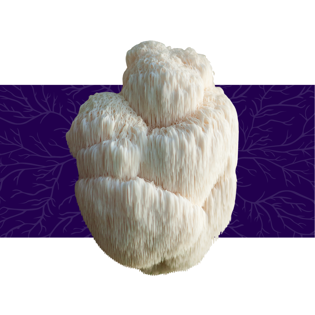 Memory & Cognition - Formulas focused on Lion's Mane - a mushroom known to support brain health.*