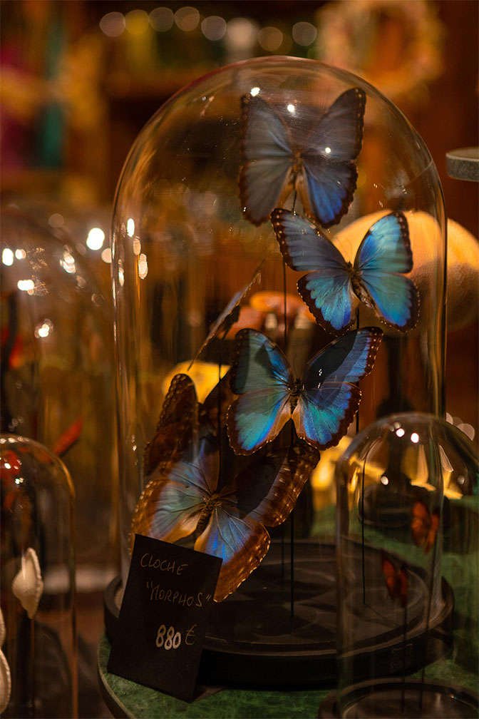 Butterflies in a Toulouse shop