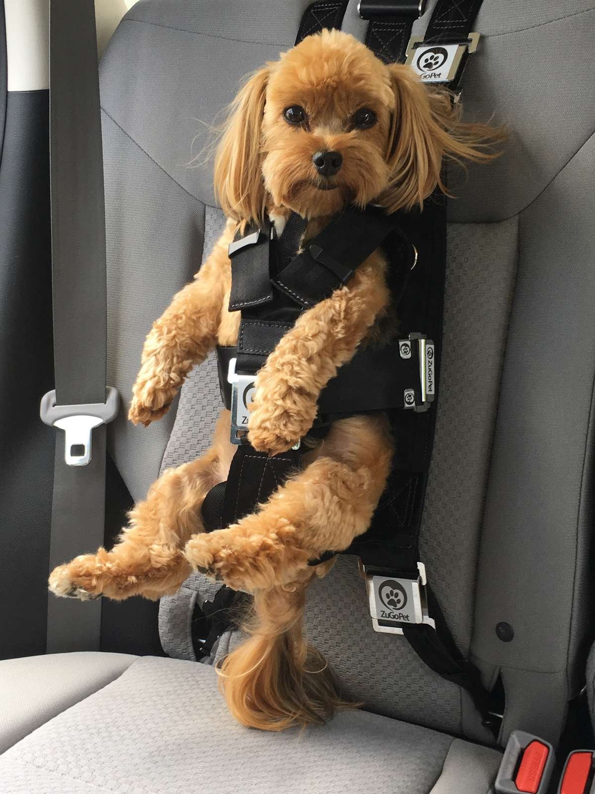 Safety Strap For Dog In Car