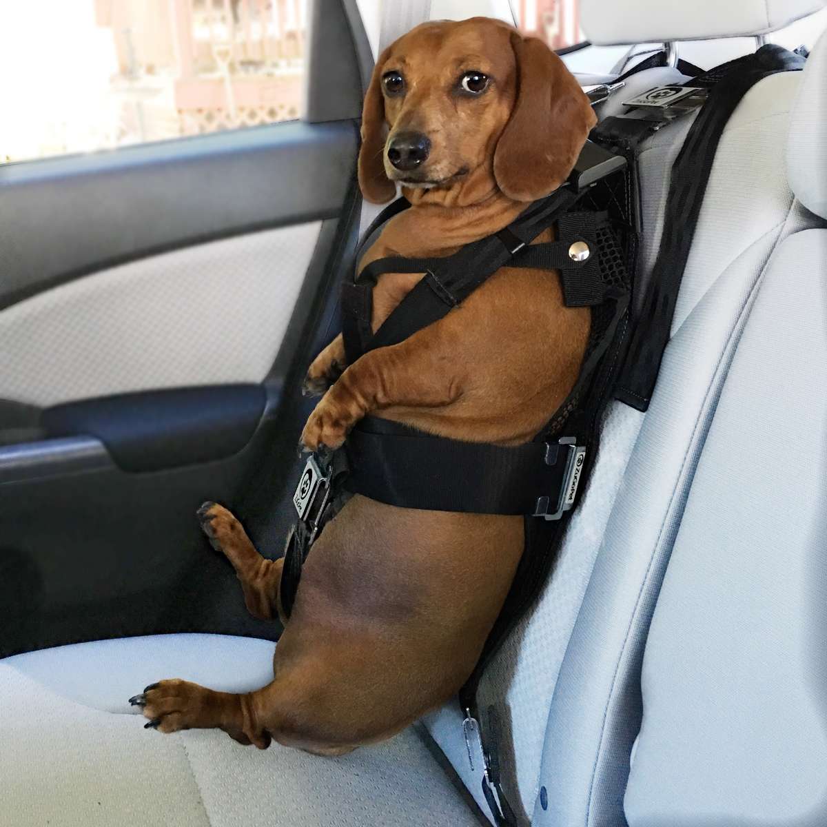 The rocketeer dog seat hot sale belt