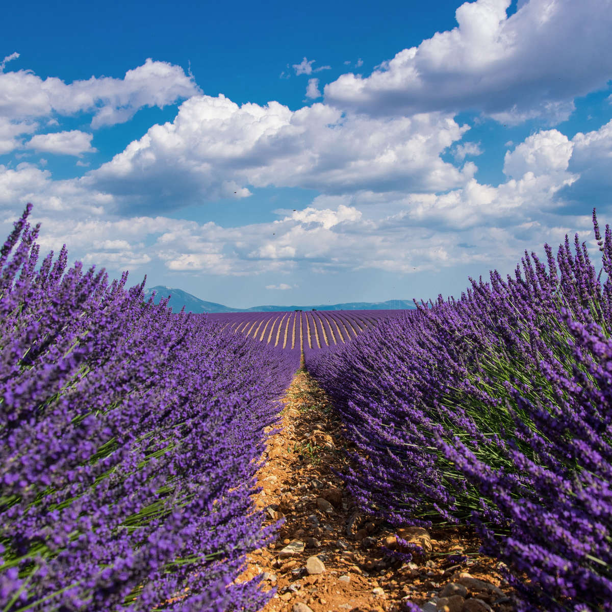 Soy Massage Candle - Lavender de Provence