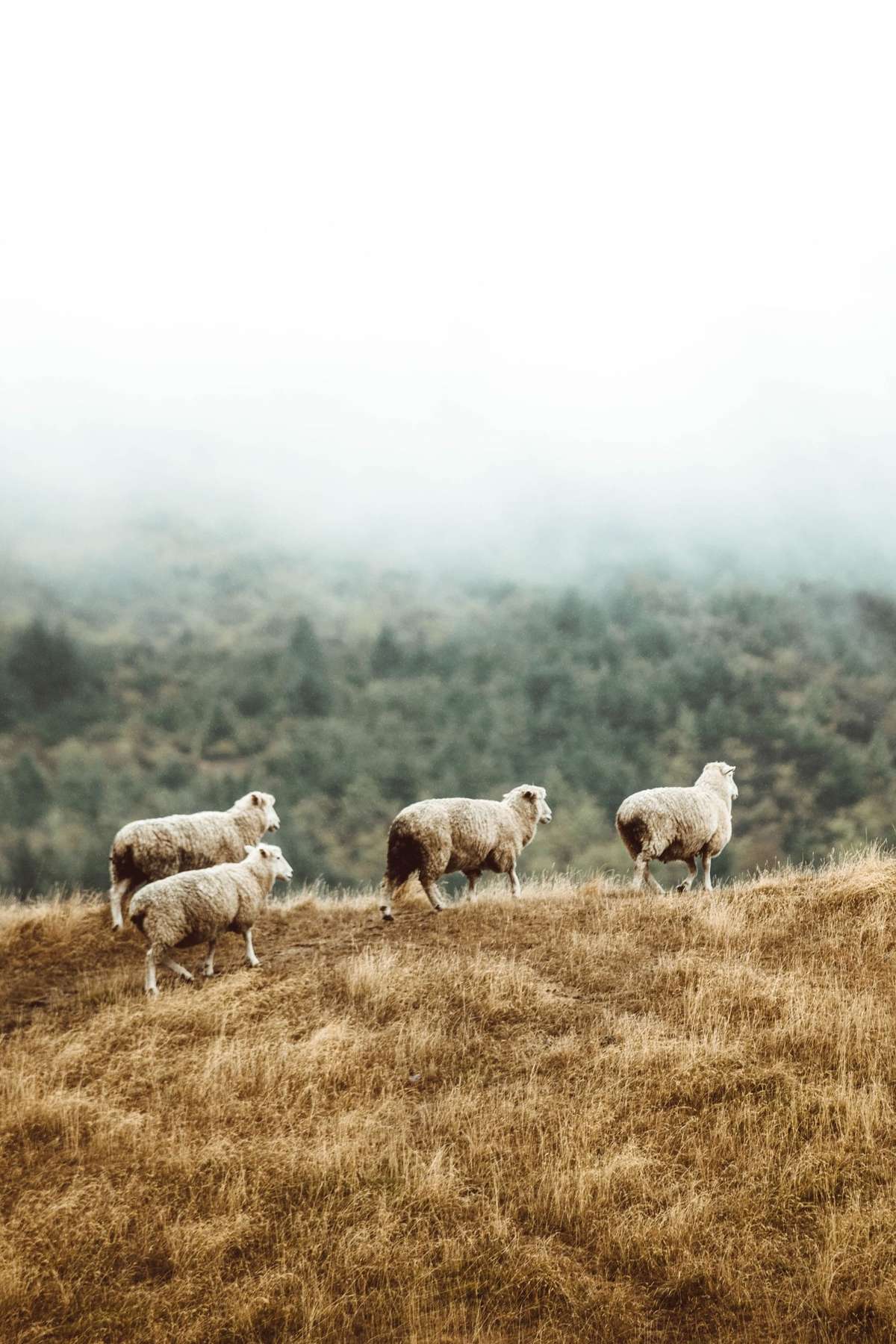 herd of merino sheep, photo by Taylor Brandon. herd of merino sheep, photo by Taylor Brandon.