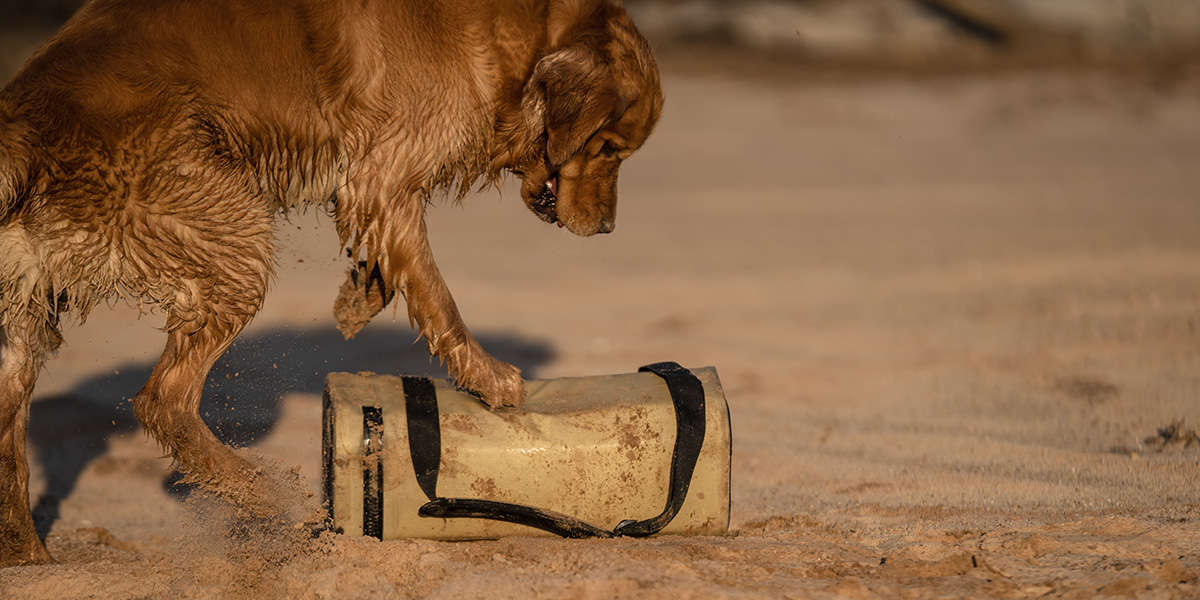 A dog playing with a Dayventure Sling Soft Cooler, which will need to be cleaned.