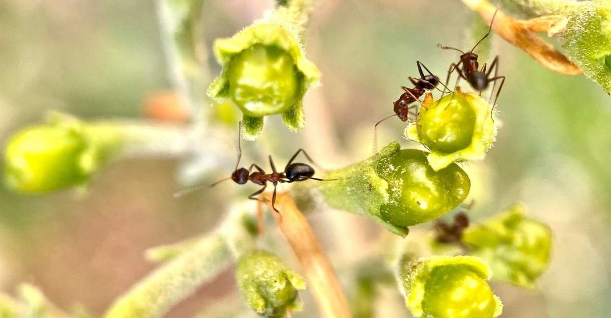 up close picture of ants