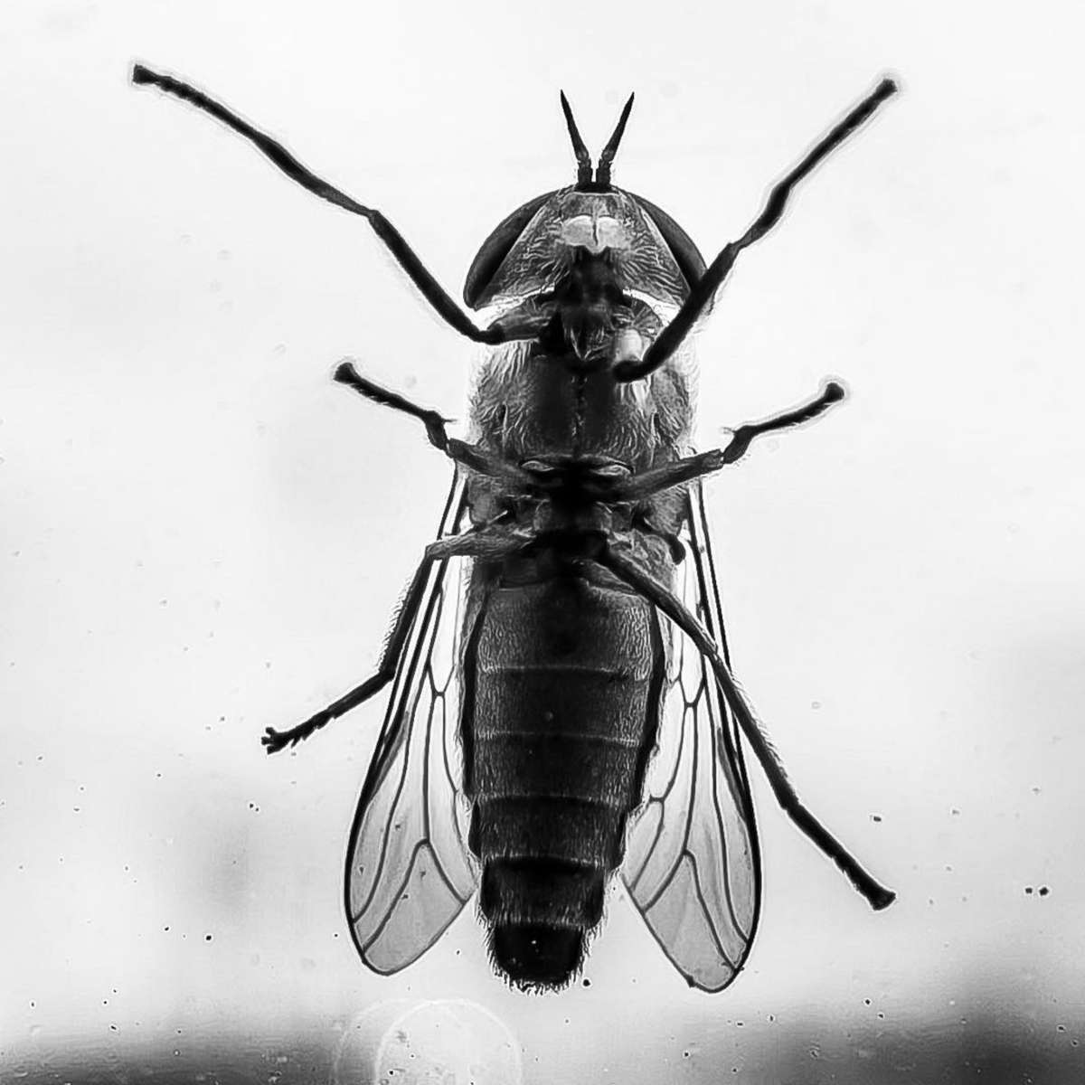 up close picture of a bee