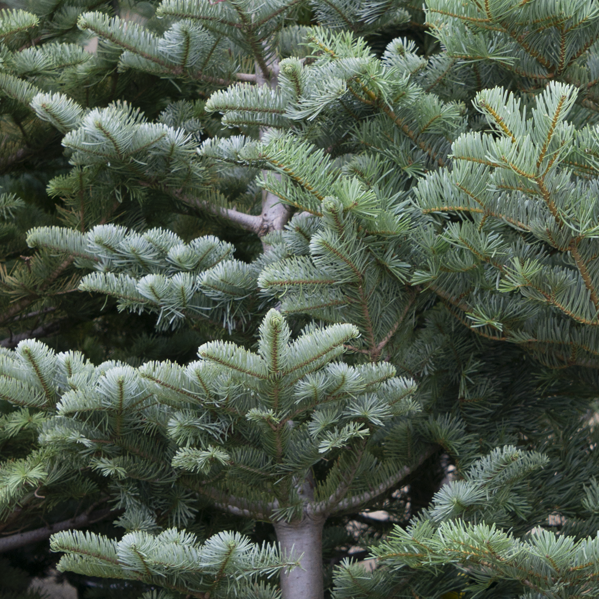 Silver Tip Christmas Tree