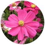  COSMOS flower