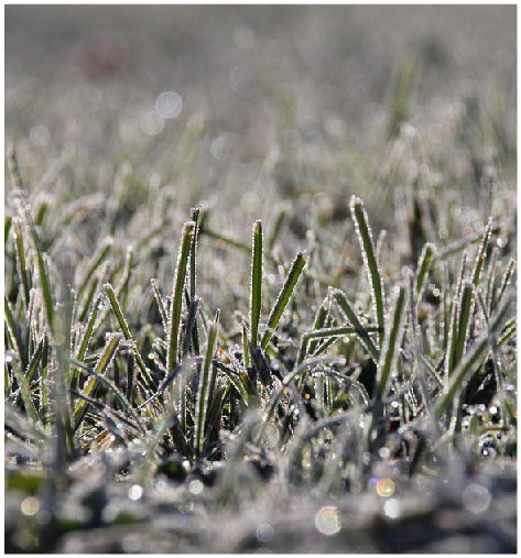 plants in winter covered in layer of frost