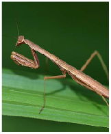 GRASSHOPPER on plant