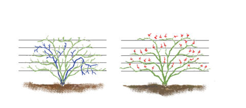 Diagram of Pruned Climbing Roses