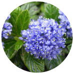 CEANOTHUS  flower