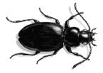 GROUND BEETLE