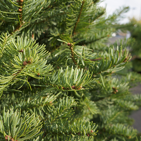 Nobel Fir Christmas Tree