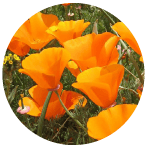  CALIFORNIA POPPY flower