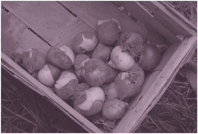 Growing bulbs for a bouquet Growing bulbs for a bouquet