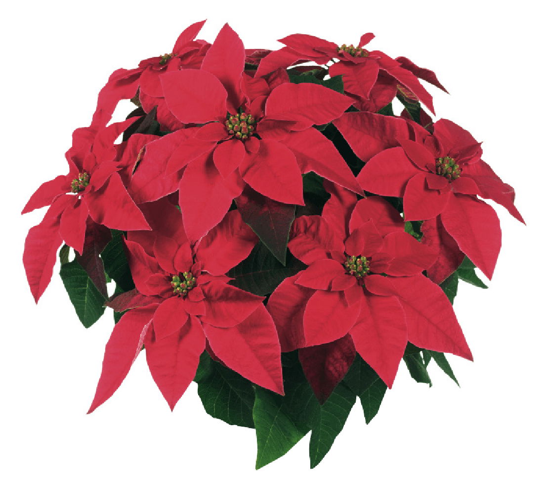 Poinsettia plant