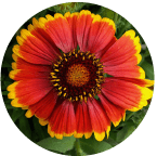  GAILLARDIA flower